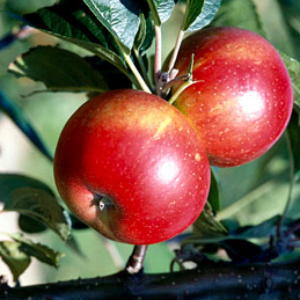 MALUS DISCOVERY