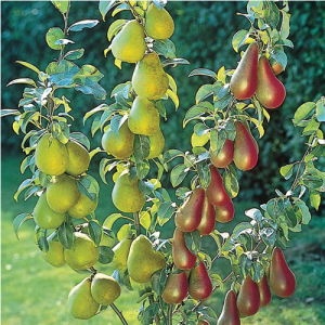 PYRUS DUO PEAR