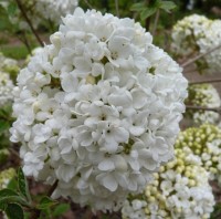 VIBURNUM ESKIMO 