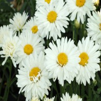 Leucanthemum Snow Lady 