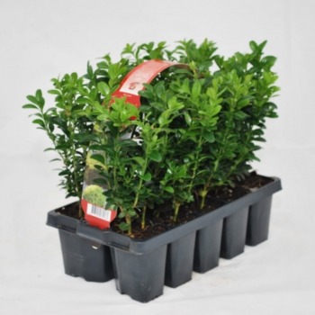 BUXUS 10 PACK