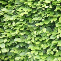 Fagus Sylvatica - Green Beech 40-60 cm