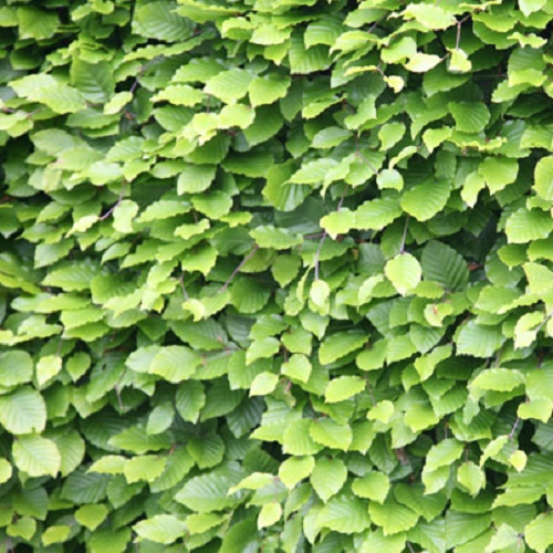 Fagus Sylvatica - Green Beech 40-60 cm