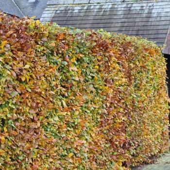FAGUS SYLVATICA  (BEECH HEDGING ) 90-120CM