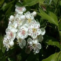 CRATAEGOUS MONOGYNA (WHITE THORN) 40-60CM