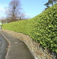 GRISELINIA 60-80CM
