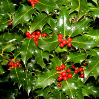 ILEX AQUAFOLIUM 30-40