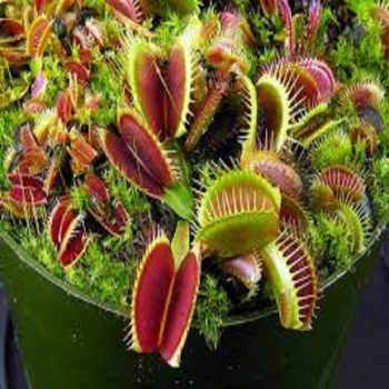 Dionaea muscipula 10CM POT SIZE