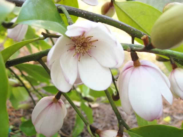 Michelia  'Fairy Magnolia' 