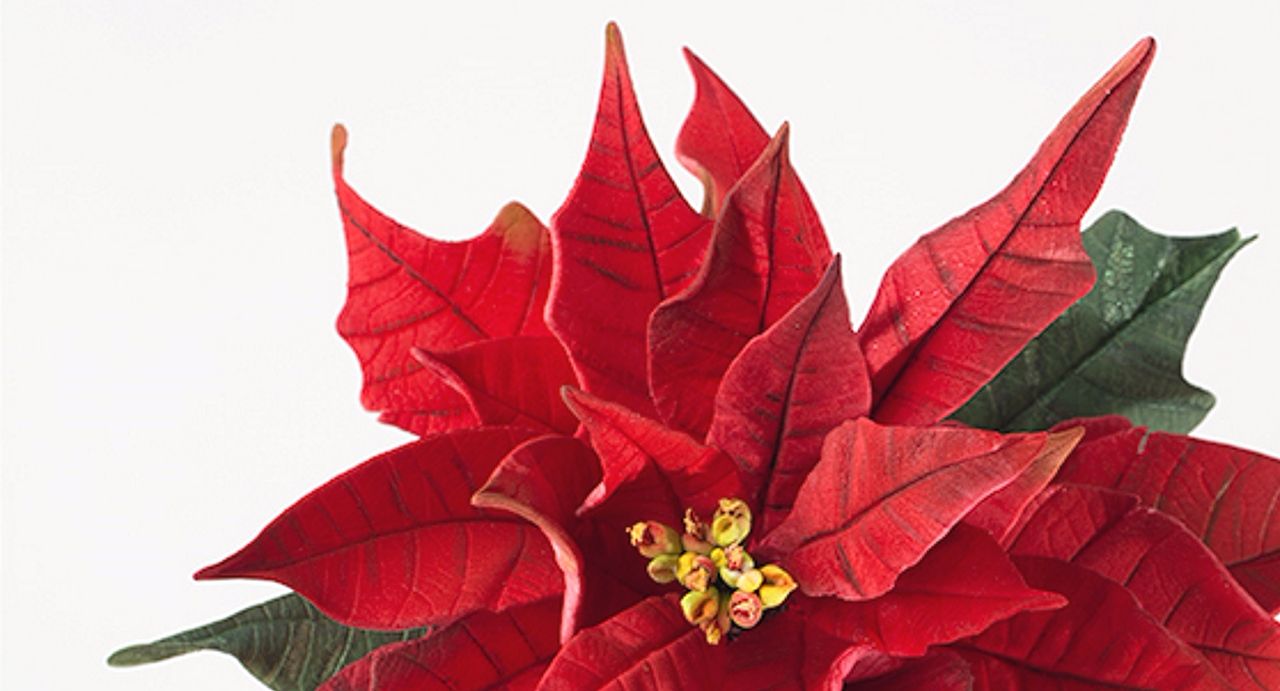 Christmas Cake Decorating Workshop