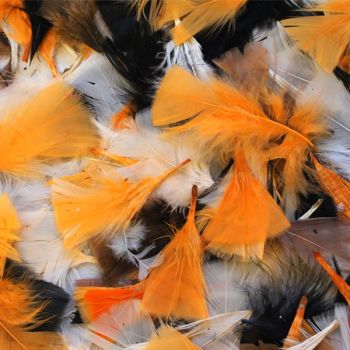 Autumnal Halloween Feathers - Assorted - 50g Bag - Each