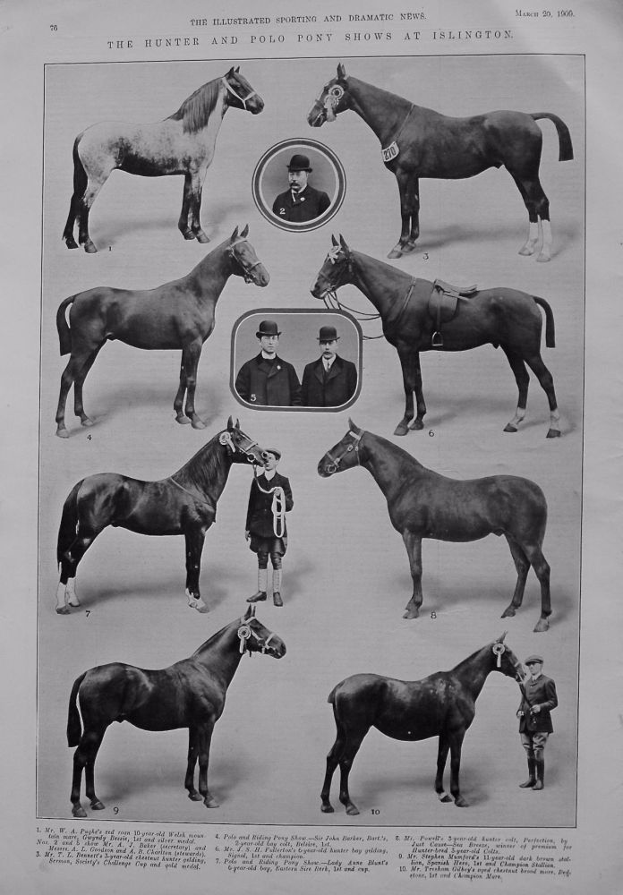 Hunter and Polo Pony Shows at Islington. 1909