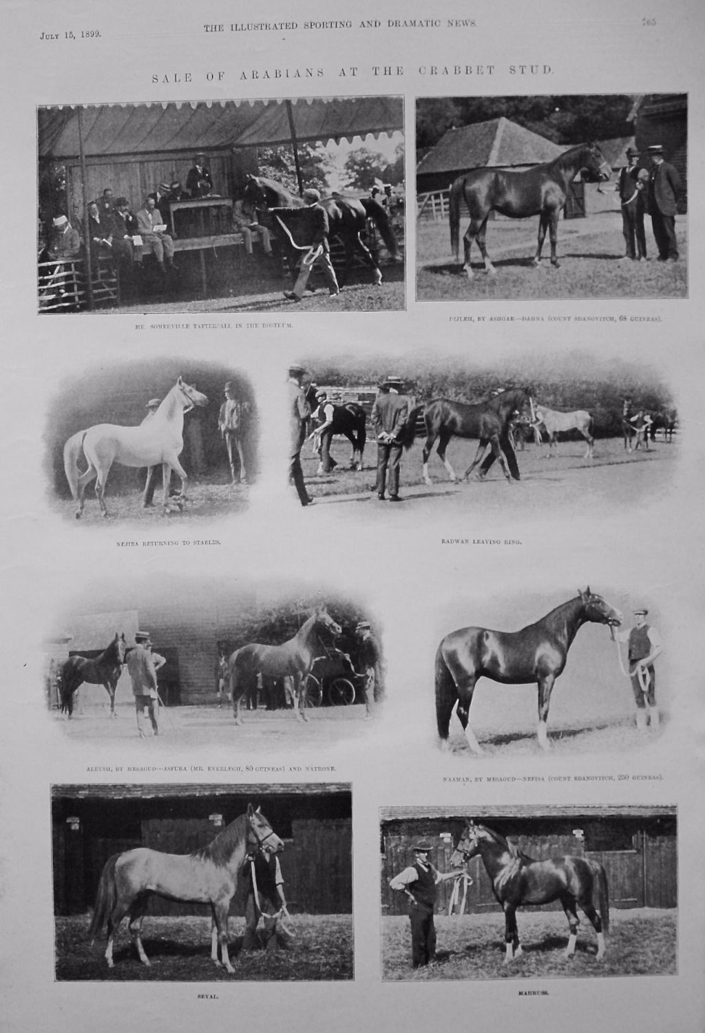 Sale of Arabians at the Crabbet Stud. 1899