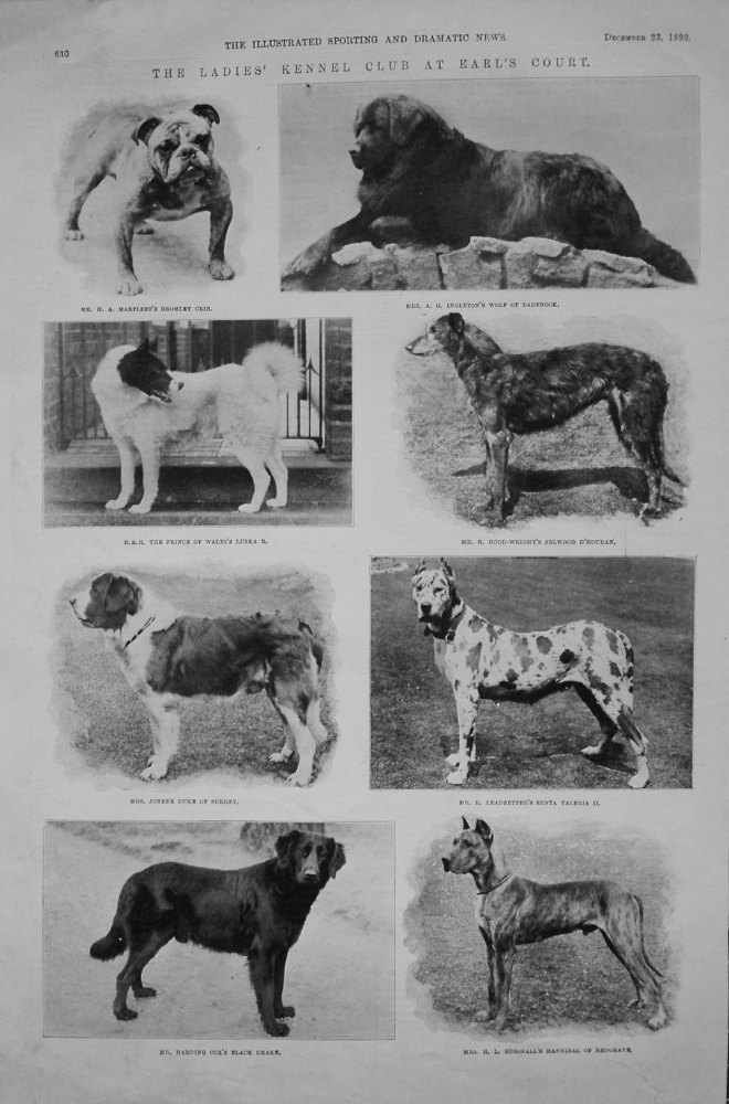 Ladies' Kennel Club at Earl's Court. 1899