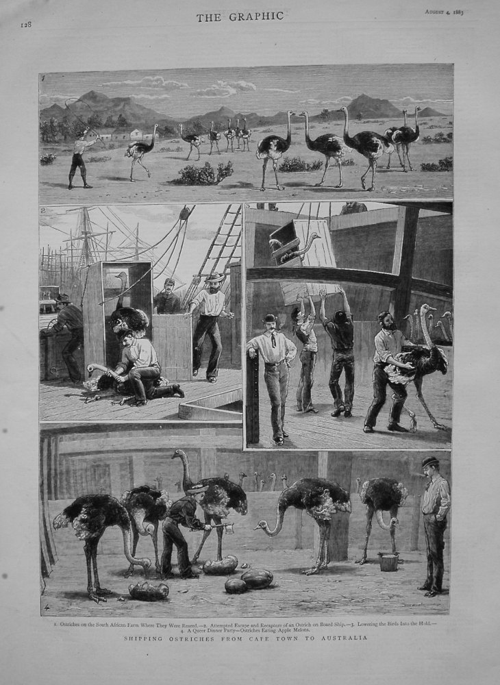 Shipping Ostriches from Cape Town to Australia. 1883