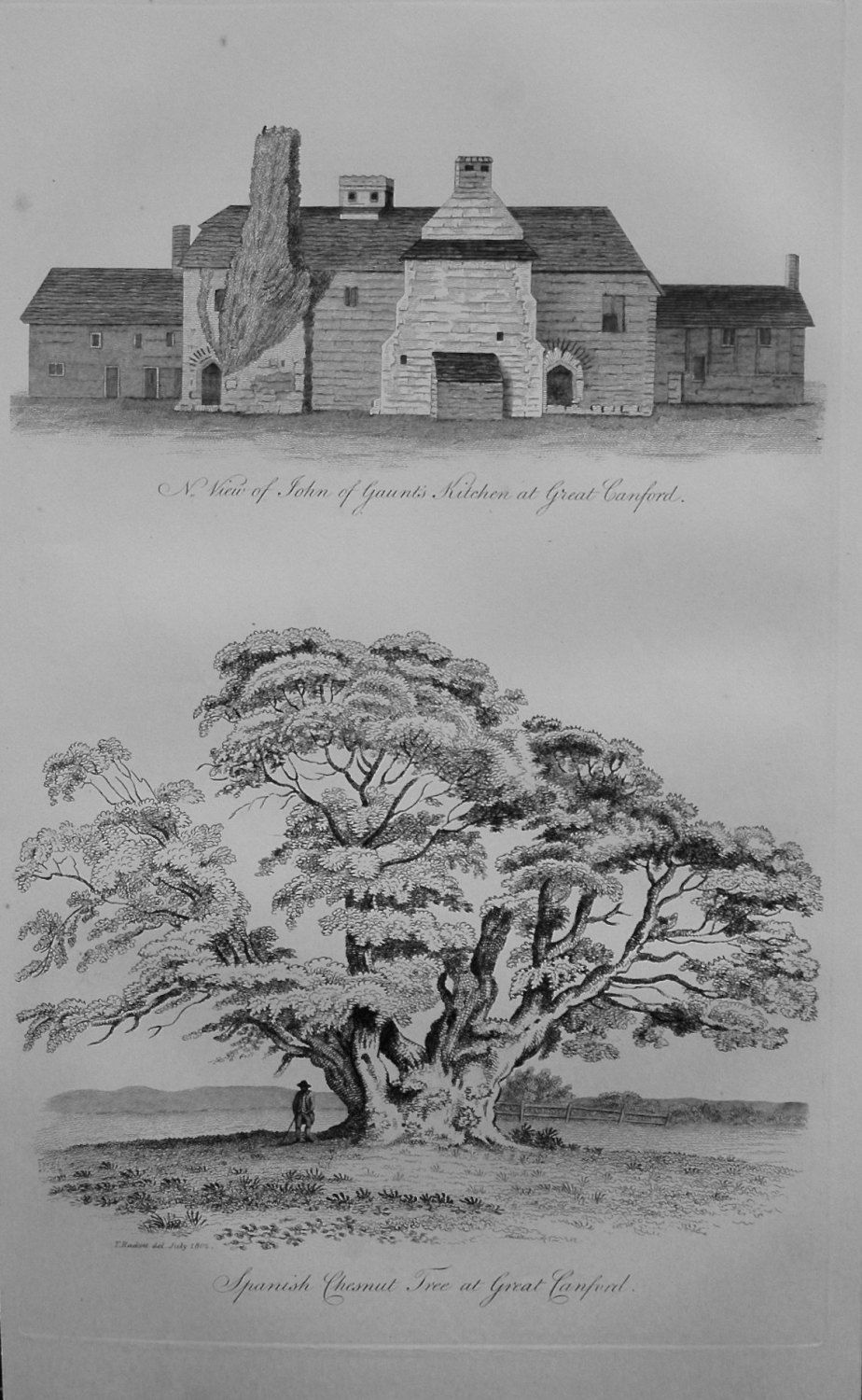 Spanish Chestnut Tree at Great Canford, and North view of John of Gaunts Ki