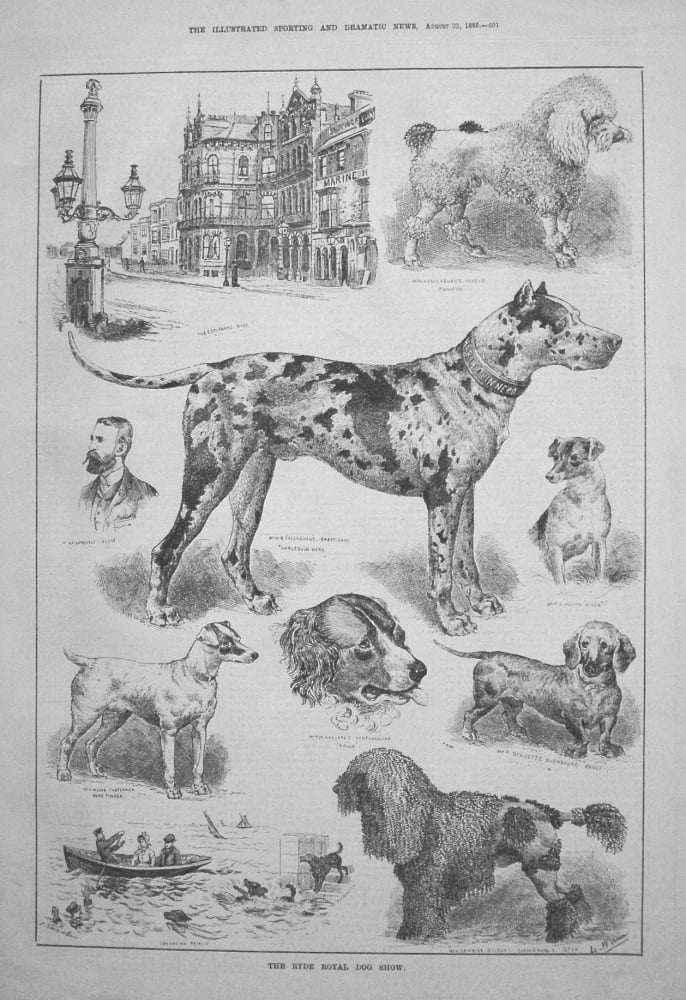 Ryde Royal Dog Show. 1885