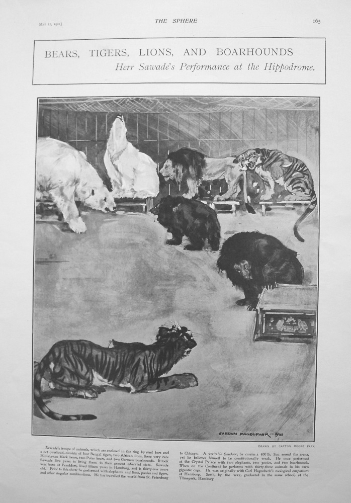 Bears, Tigers, Lions, and Hoarhounds. - Herr Sawade's Performance at the Hippodrome. 1901