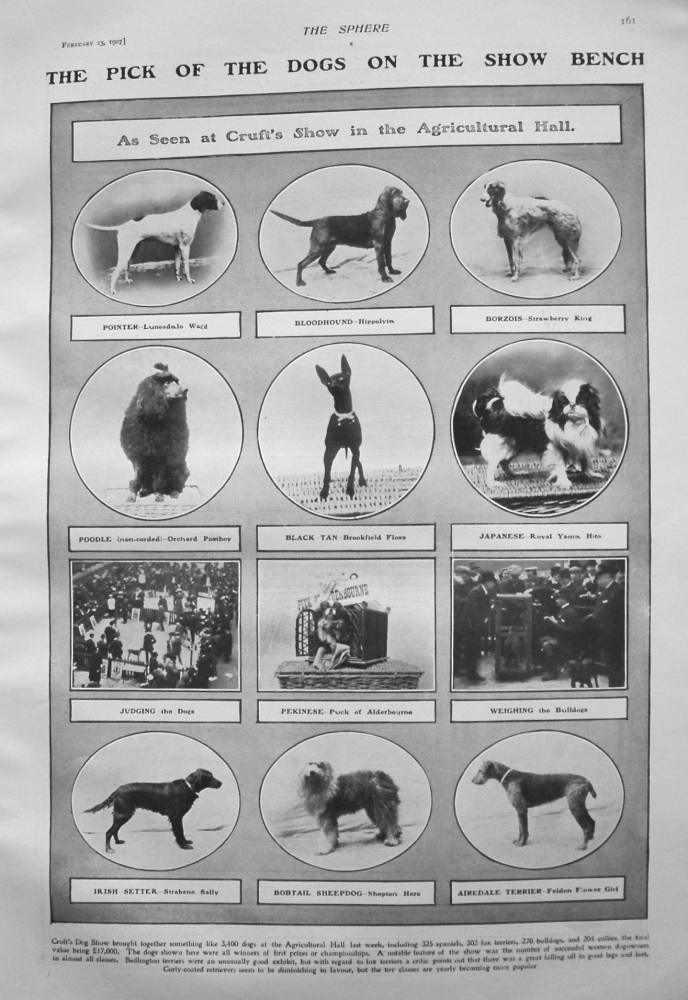 The Pick of the Dogs on the Show Bench as seen at Cruft's Show in the Agricultural Hall. 1907