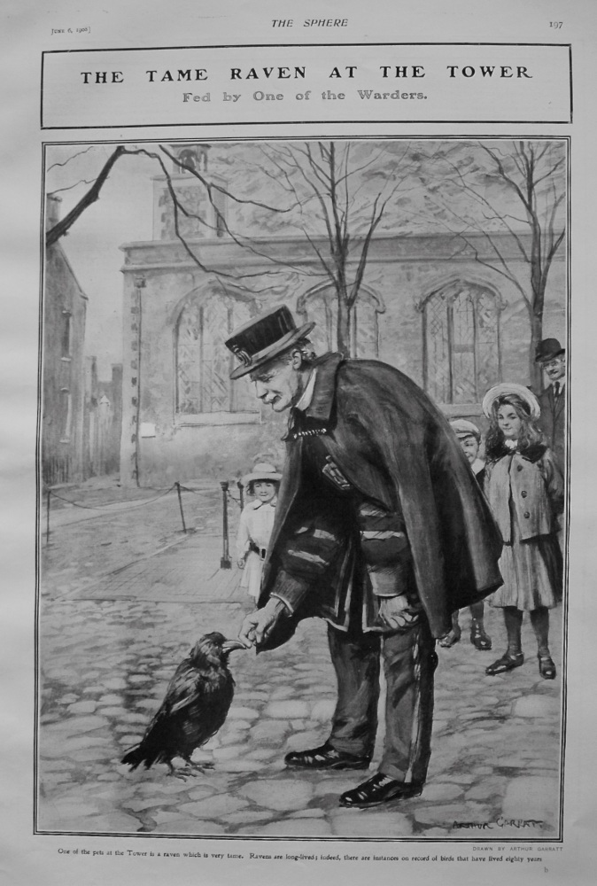 The Tame Raven at the Tower fed by one of the Warders. 1908