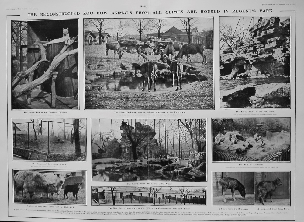 The New Zoo : How Wild Animals of Every Clime are now Housed at Regent's Park. 1907