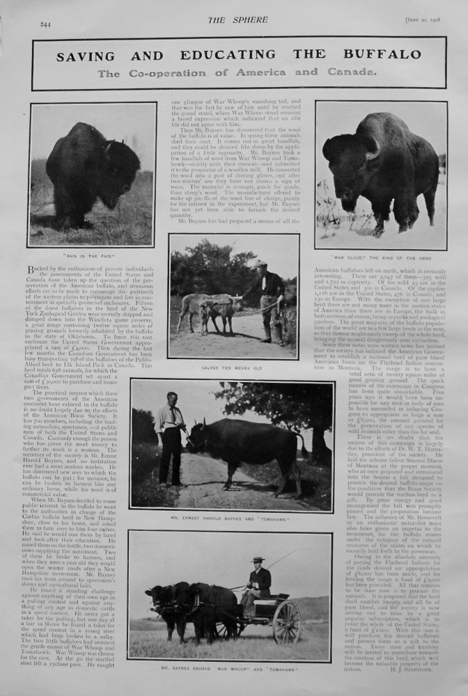 Saving and Educating the Buffalo. 1908