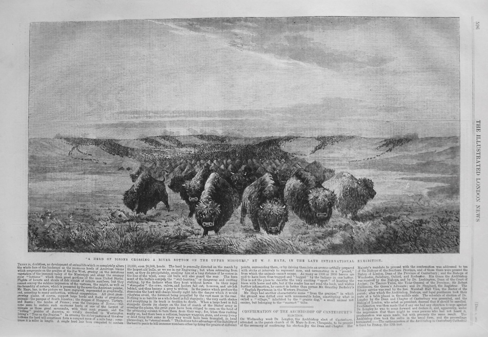 "A Herd of Bisons Crossing a River Bottom on the Upper Missouri," in the Late International Exhibition. 1862