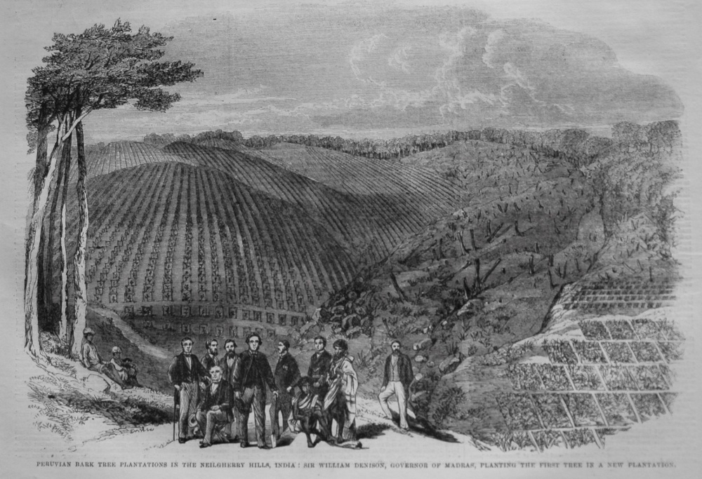 Peruvian Bark Tree Plantations in the Neilgherry Hills, India : Sir William Denison, Governor of Madras, Planting the First Tree in a New Plantation. 