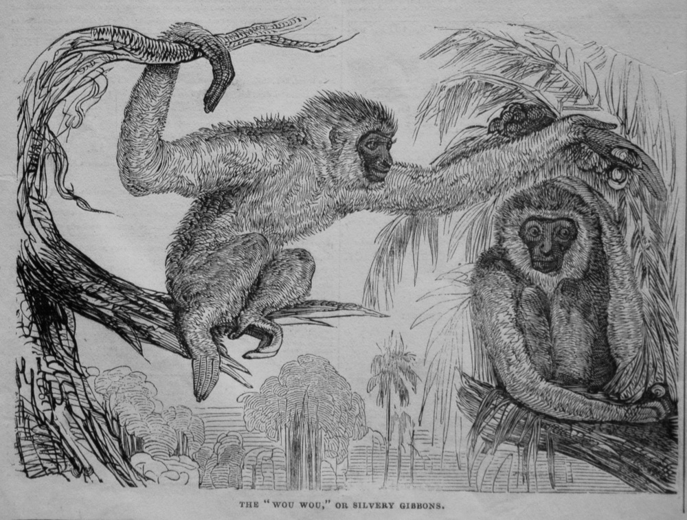 The "Wou-Wou," or Silvery Gibbons. 1845