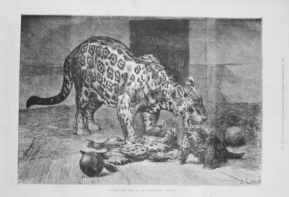 Jaguar and Cubs at the Jardin Des Plantes. 1876