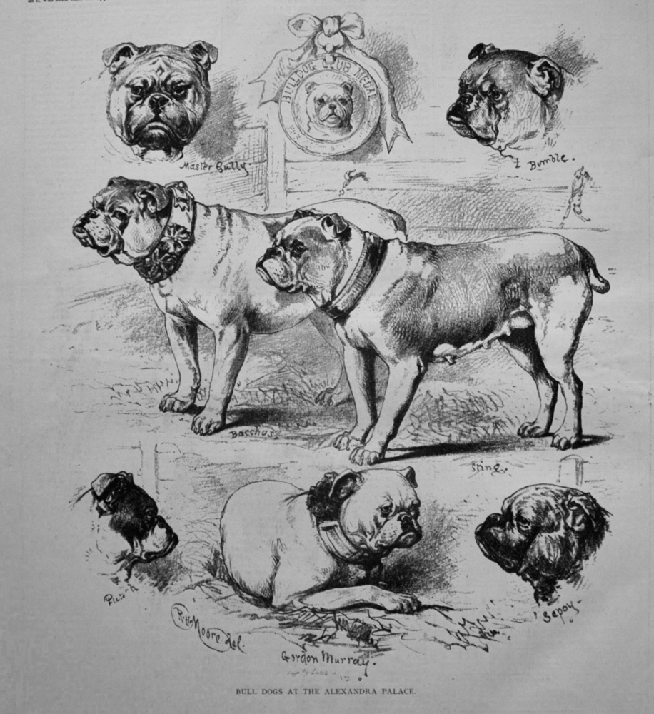 Bull Dogs at the Alexandra Palace. 1876