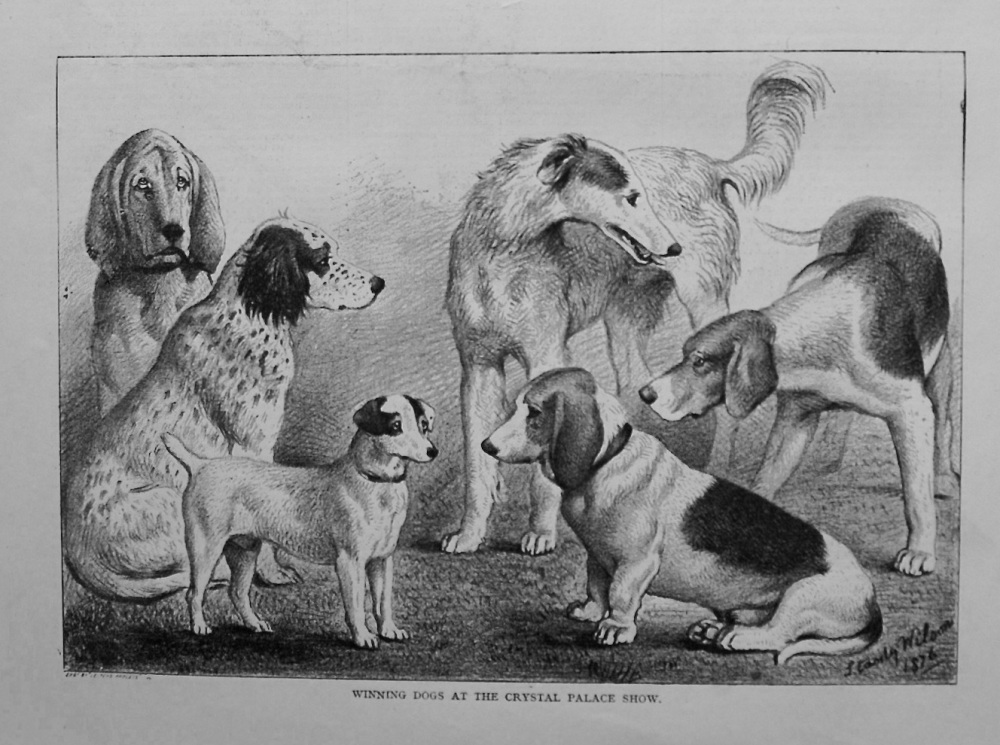 Winning Dogs at the Crystal Palace Show. 1876