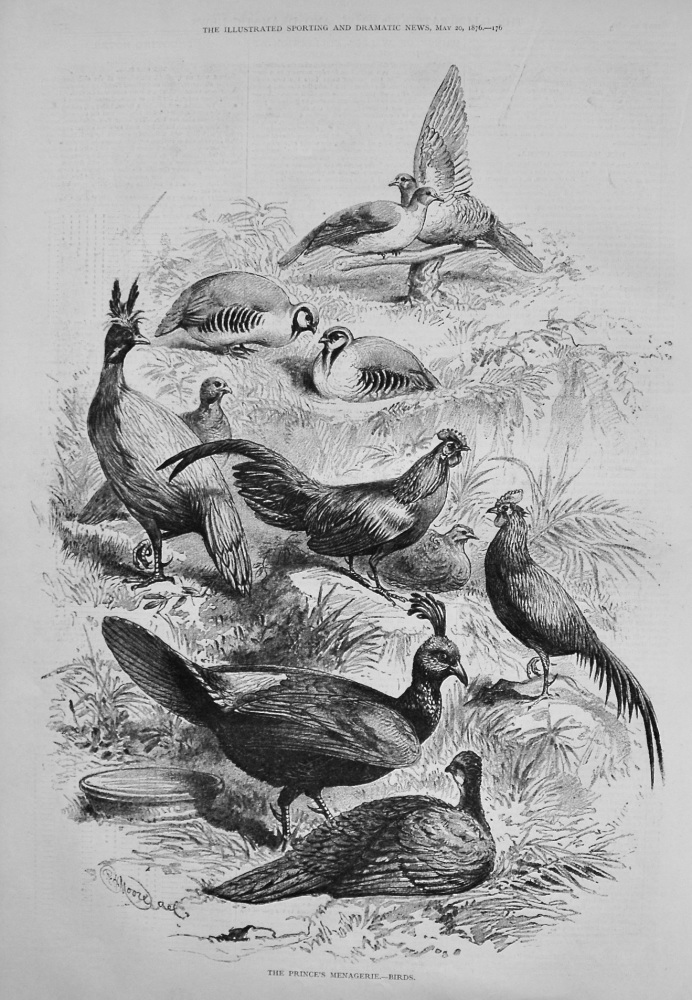 The Prince's Menagerie.- Birds. 1876