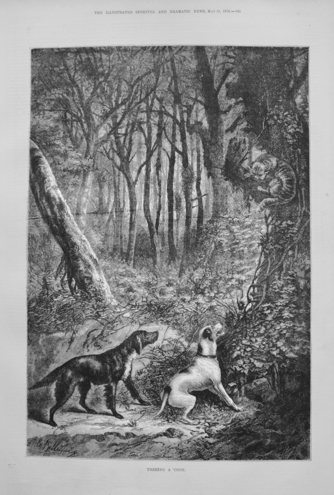 Treeing a 'Coon. 1876