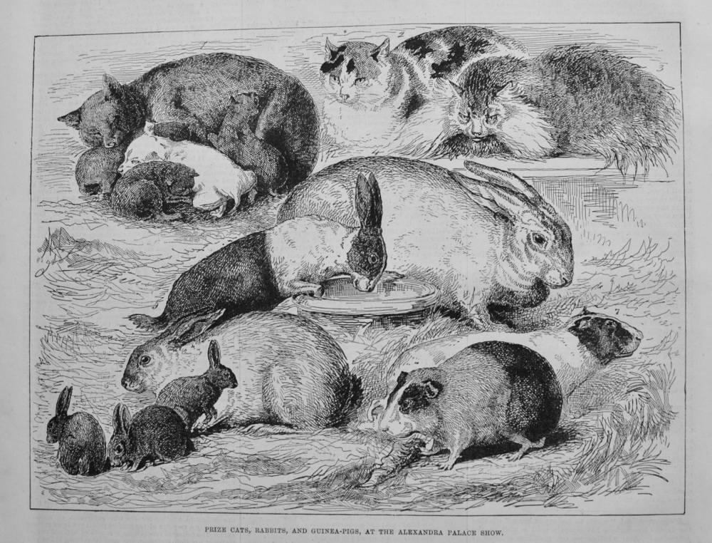 Prize Cats, Rabbits, and Guinea-Pigs, at the Alexandra Palace Show. 1876