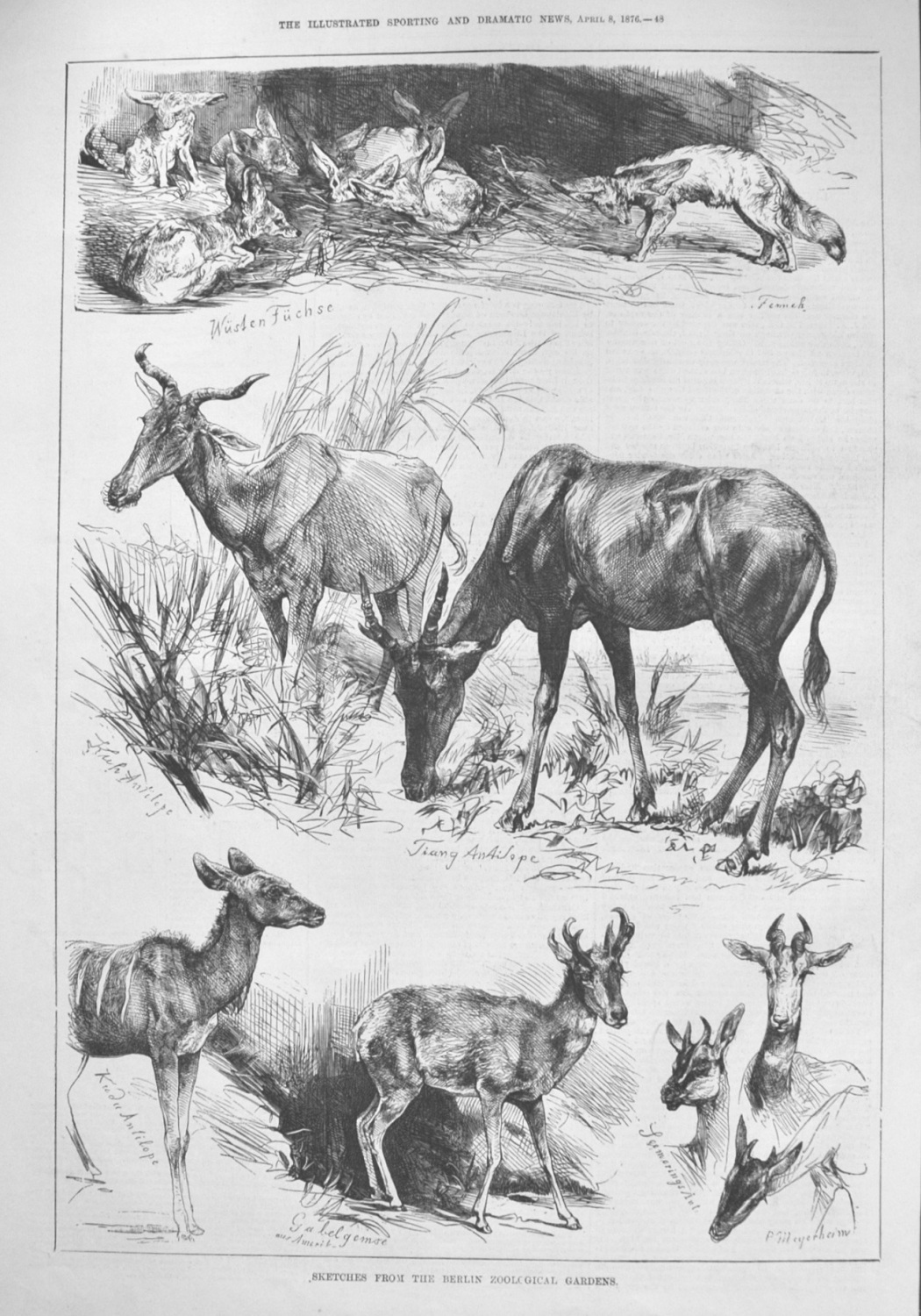 Sketches from the Berlin Zoological Gardens. 1876