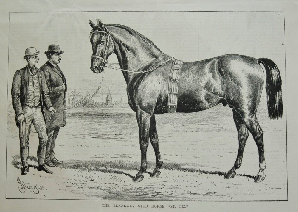 The Blankney Stud Horse "St. Liz." 1877