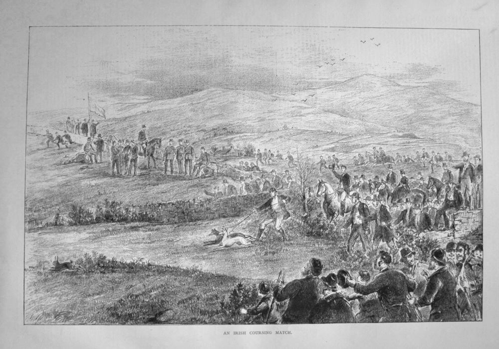 An Irish Coursing Match. 1877