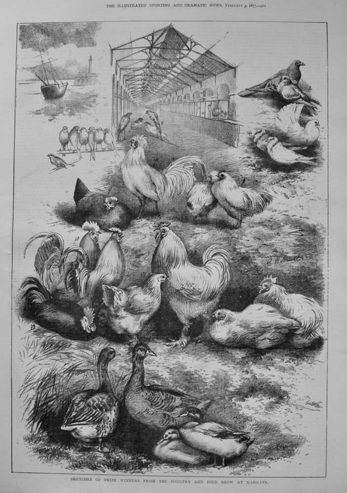 Sketches of Prize Winners from the Poultry and Bird Show at Margate. 1877