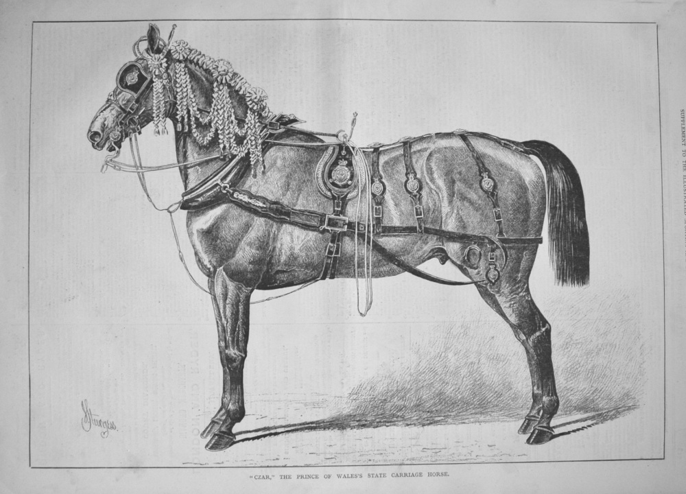 "Czar," the Prince of Wales's State Carriage Horse. 1877