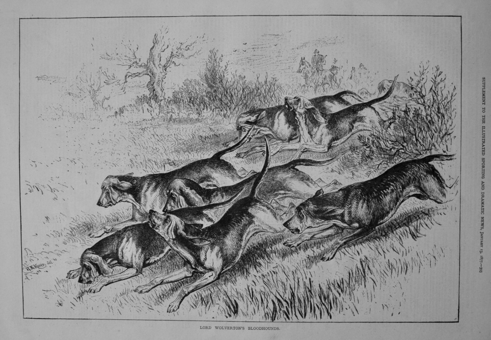 Lord Wolverton's Bloodhounds. 1877
