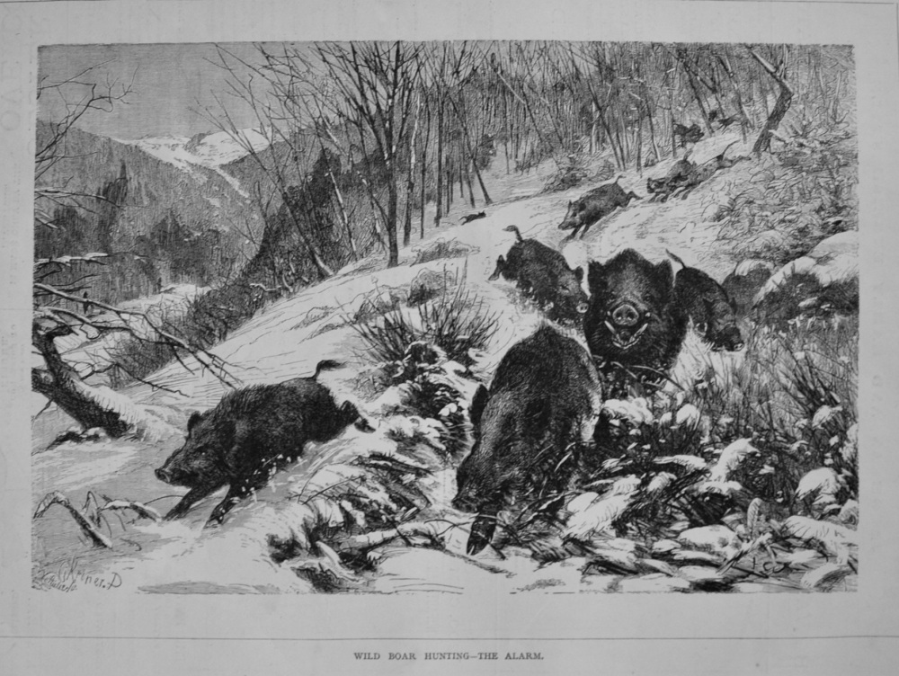 Wild Boar Hunting - The Alarm. 1877
