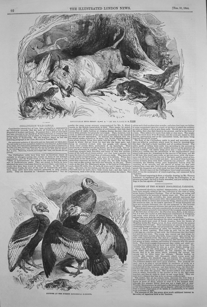 Chillingham Wild Cattle. Condors at the Surrey Zoological Gardens. 1844