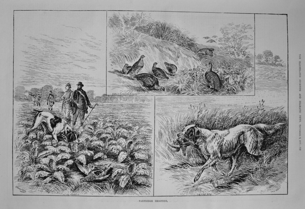 Partridge Shooting. 1887