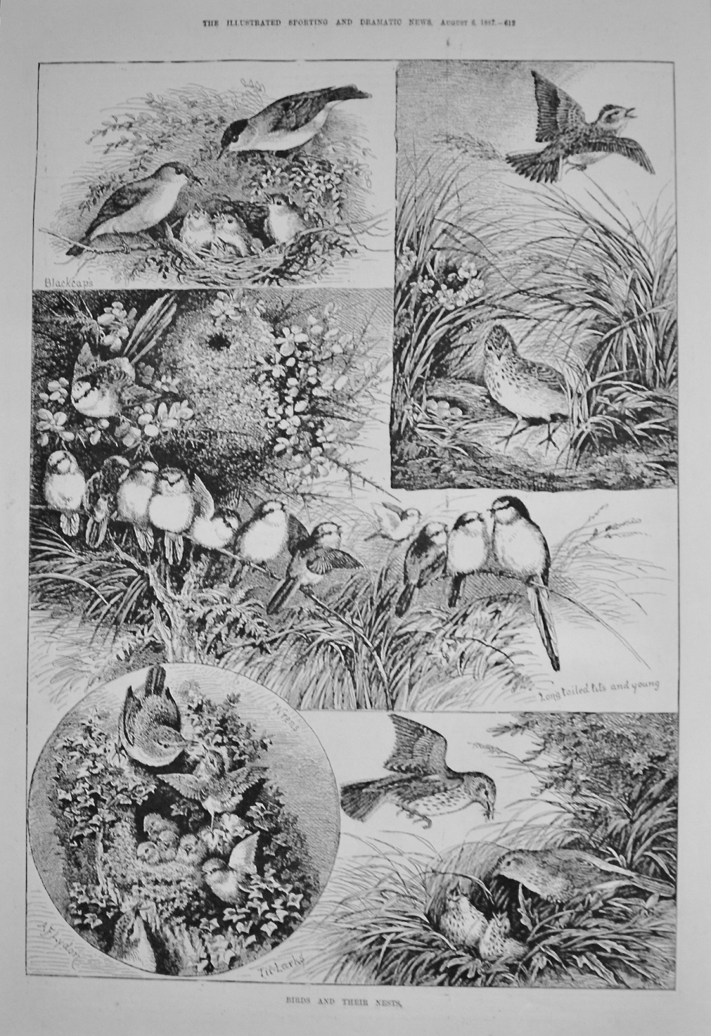 Birds and their Nests. 1887