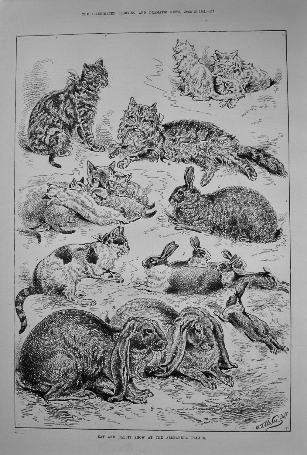 Cat and Rabbit Show at the Alexandra Palace. 1887