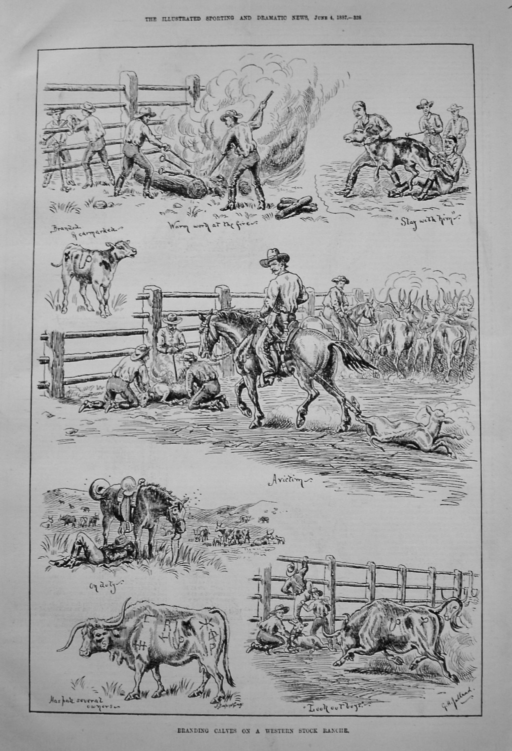 Branding Calves on a Western Stock Ranche. 1887