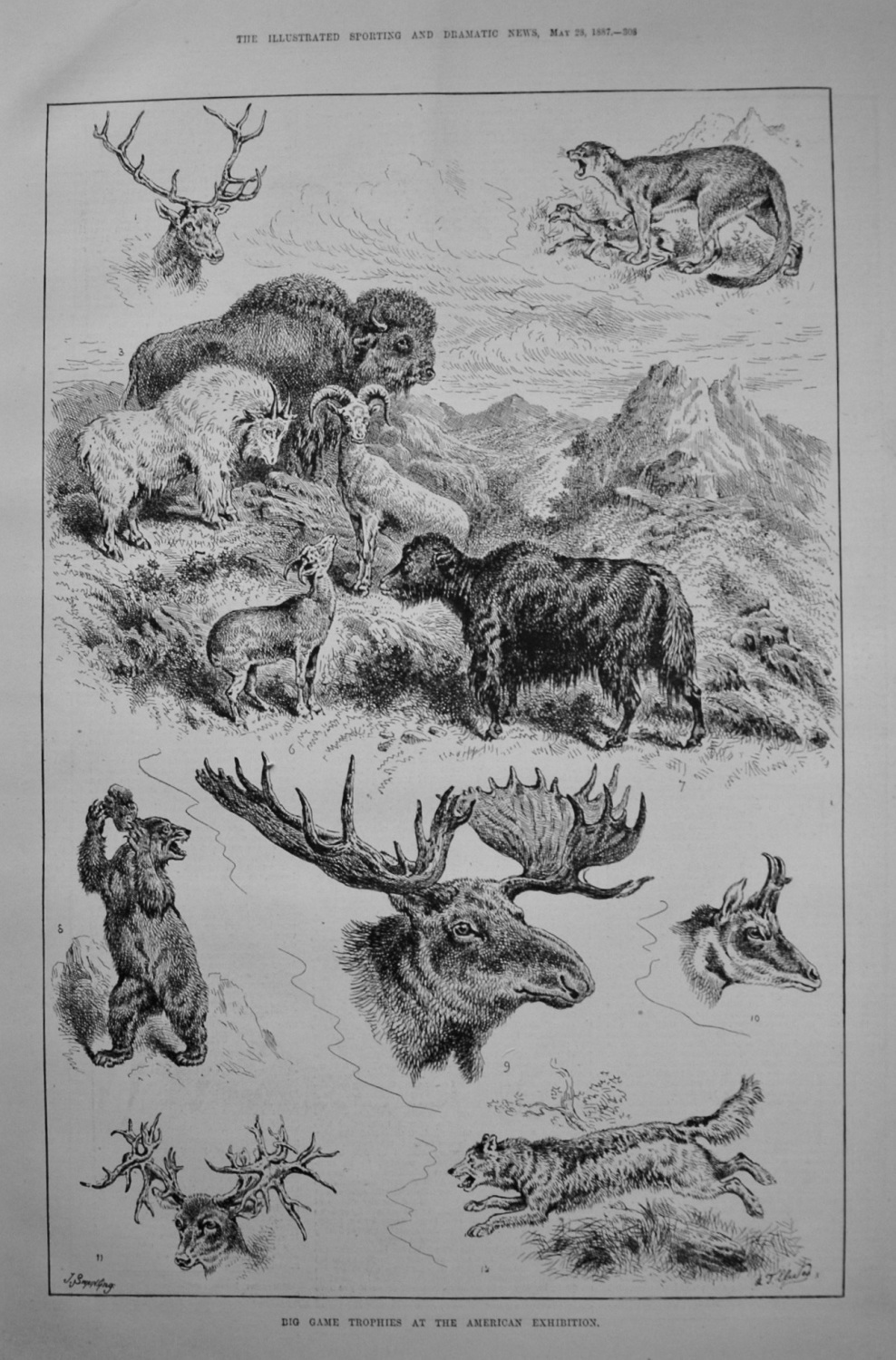 Big Game Trophies at the American Exhibition. 1887