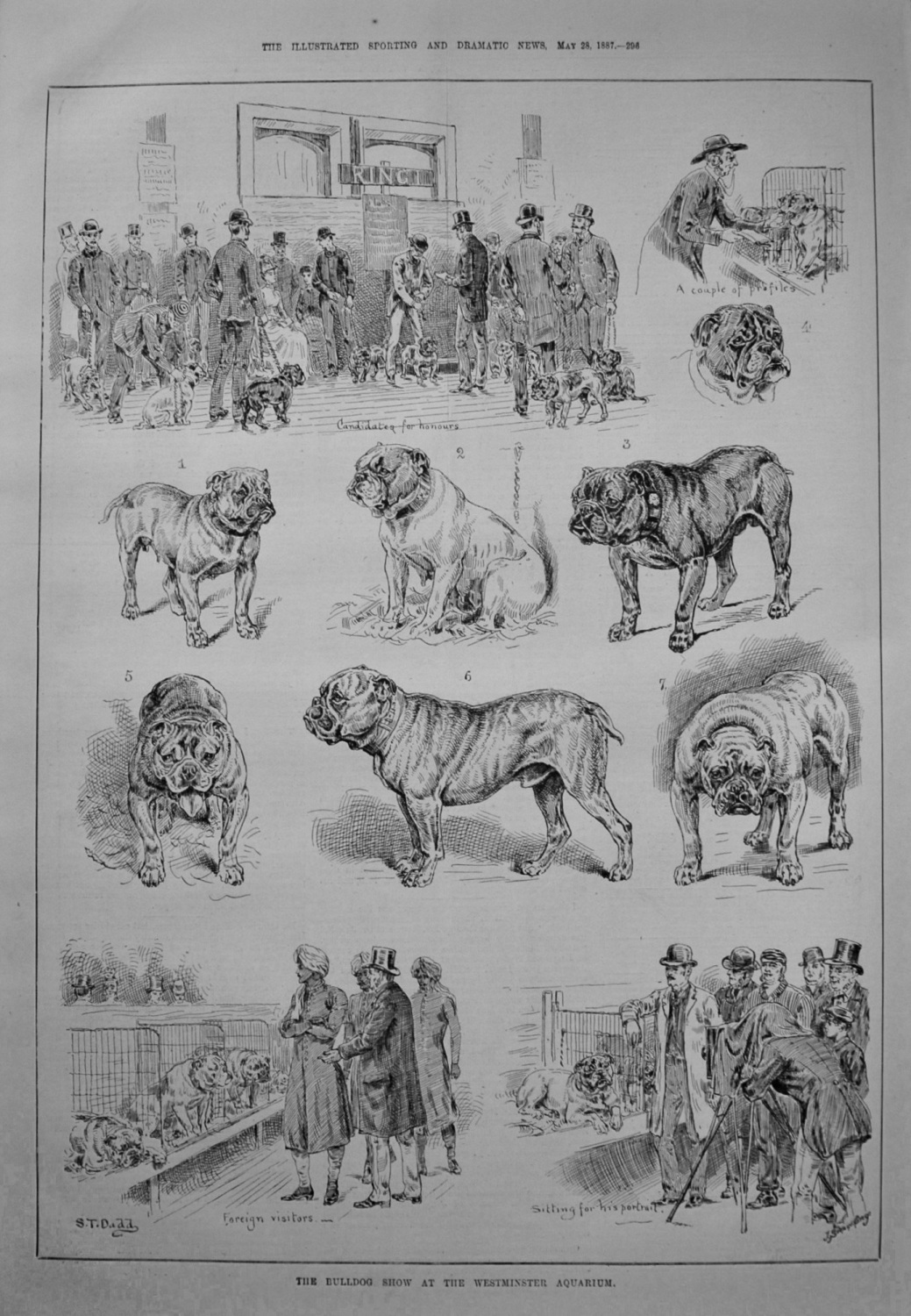 The Bulldog Show at the Westminster Aquarium. 1887