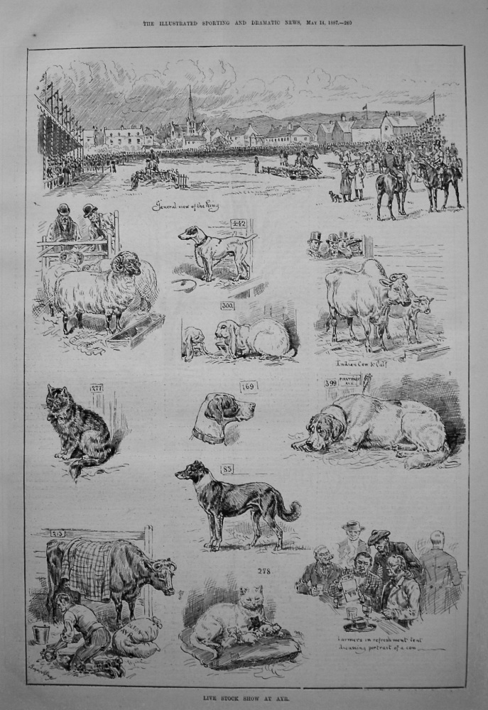 Live Stock Show at Ayr. 1887